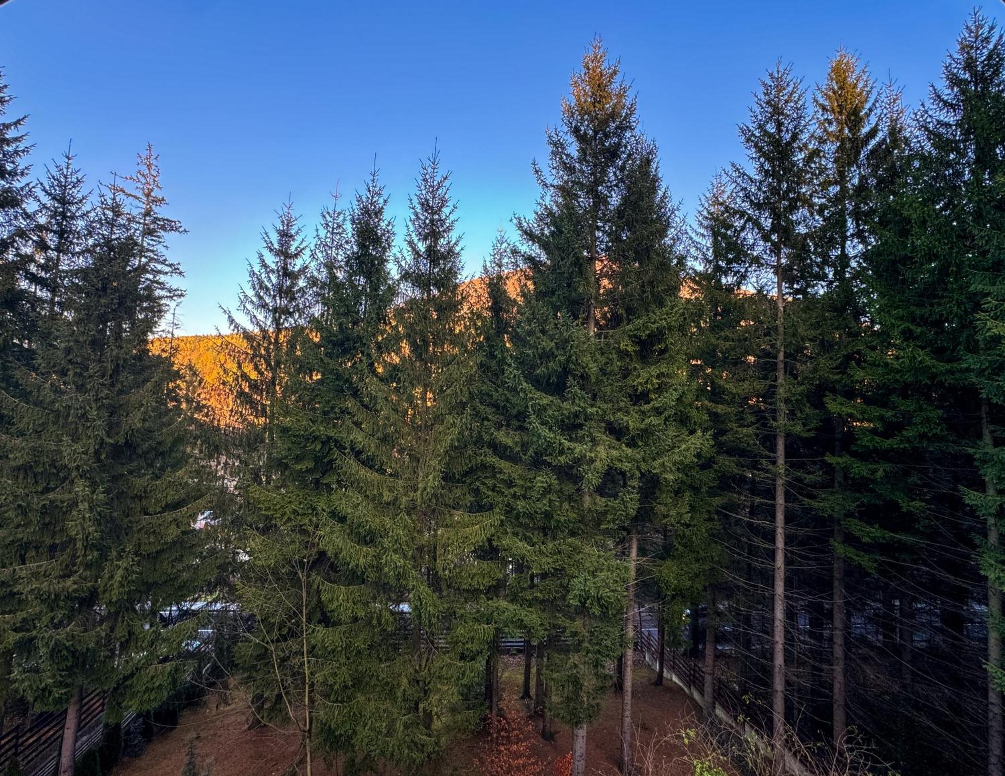 Impala Sinaia - Gazelle Daire Dış mekan fotoğraf